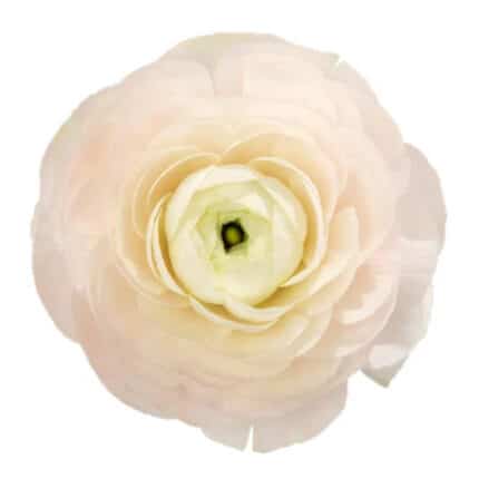 Ranunculus Cloni Success Tolos
