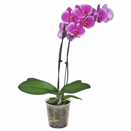 5" BLOOMING DBL PHAL