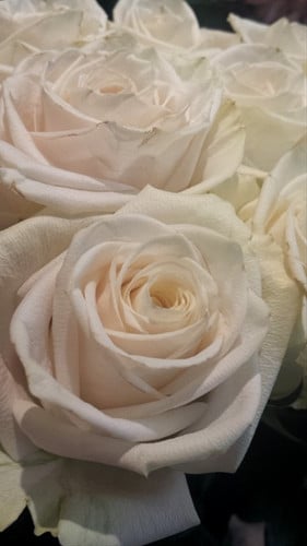 Rose Smash 60cm ecuanros