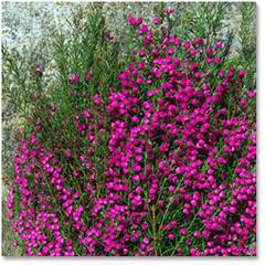 BORONIA ht pink tutuli