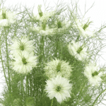 Nigella White holl - Image 2