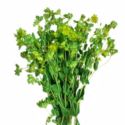 Bupleurum mellano