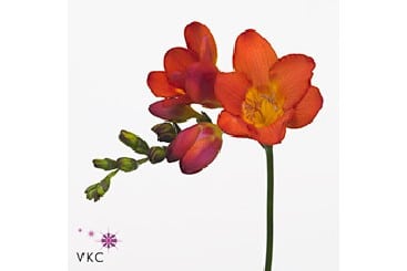 Freesia RobinRiver holl