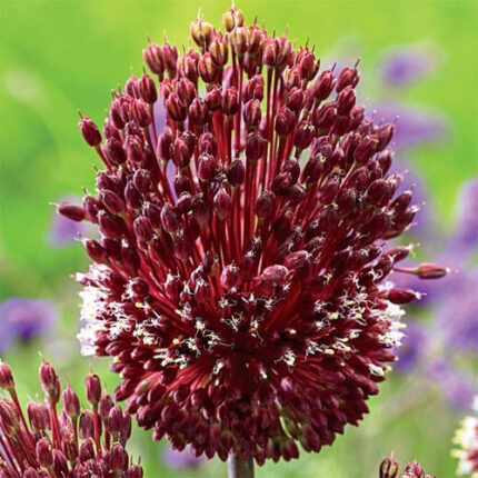 Allium Red Michigan holl