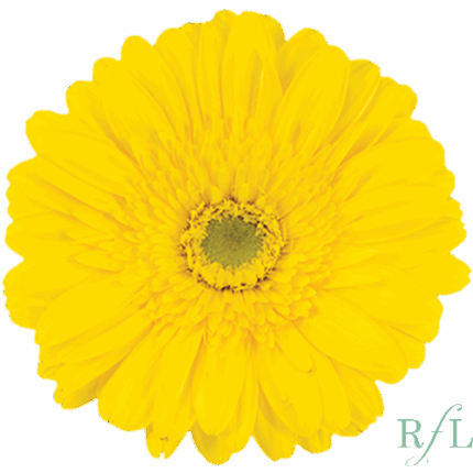 Gerber Mimosa Yellow RF