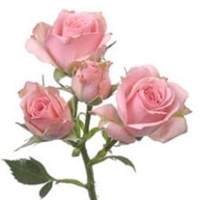 RoseSpray Lydia rio
