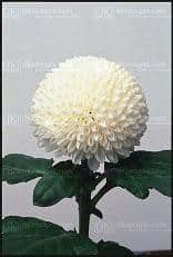 NOVELTY POM PINGPONG (WHT.)can