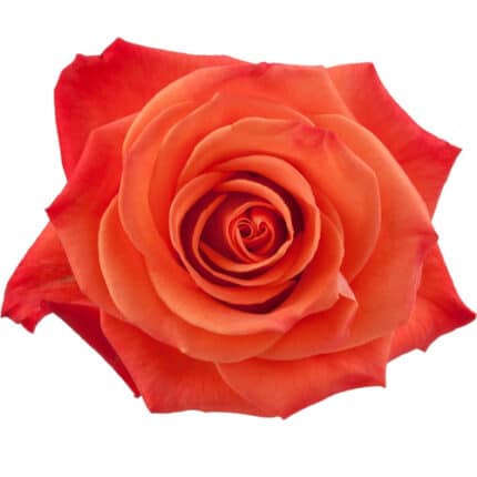 Rose Orange Crush 50cm toscana