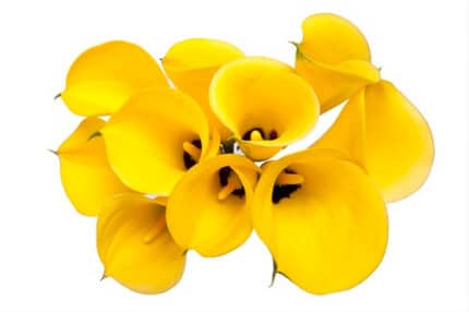Callas Gold hendricks