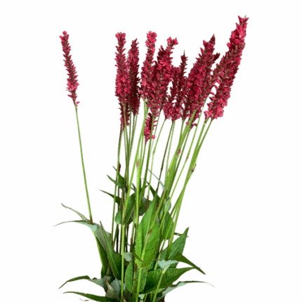Persicaria cramer