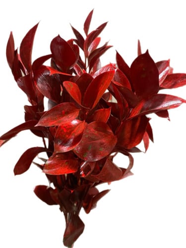 Ruscus Dyed Red holl