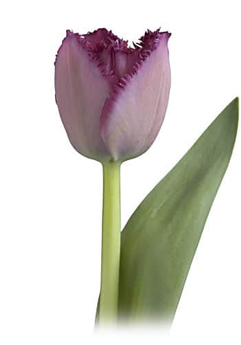 Tulip Frill CurlySue holl
