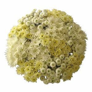 Pom Cdn Whte Asst(12case)sole