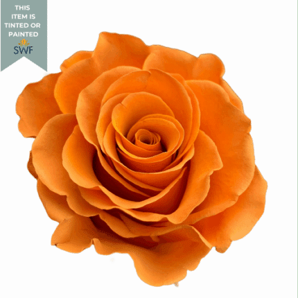 Rose Cafe Mocca 50cm naranjo