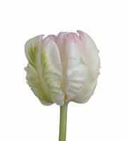 Tulip Parrot White s.v.
