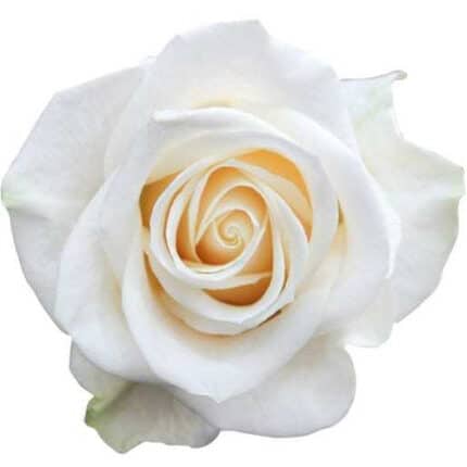 Rose Vendela 60cm rfi