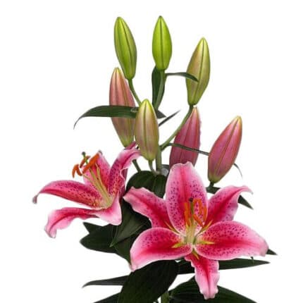 Lily Mcaleese  holl pink 2bl