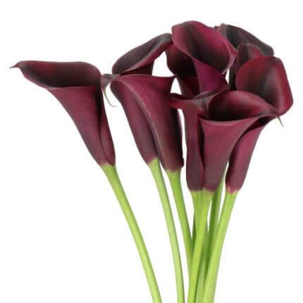 Calla Odessa Purple rfi