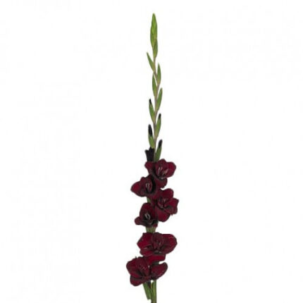 Glad. Burgundy cal.