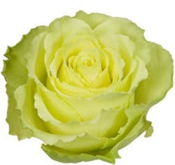 Rose Limbo 60cm rfi