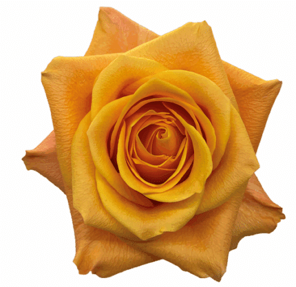 Rose Aloha 40cm rprima