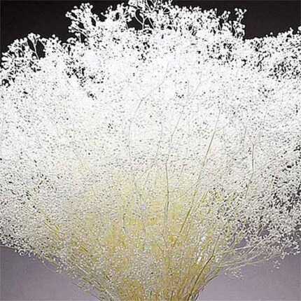 Baby's Breath white sparkle 4o