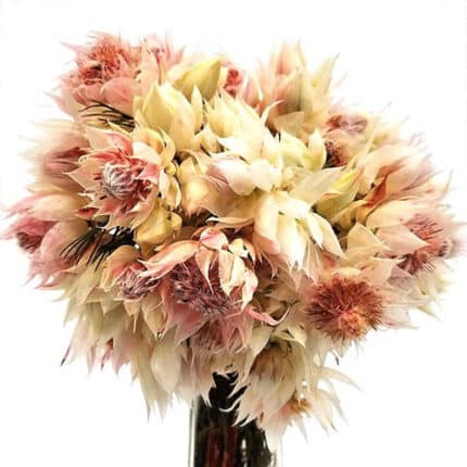 Serruria BlushingBride Pink ho