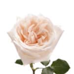 Rose WhiteOhara rio x12