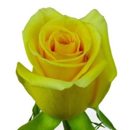 Rose GoldStrike 60cm rio