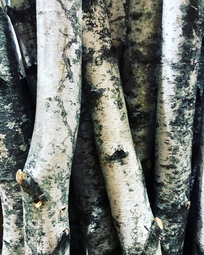 Birch pole 4ft 3" or more/wide each