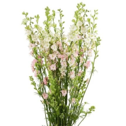 Larkspur Pink fisher