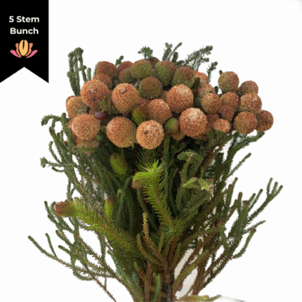 Brunia Red 5stem holex