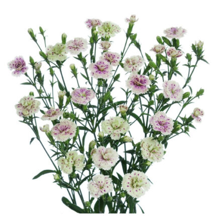 Dianthus Raffine Lavender hole