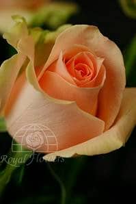 Rose Chablis 40cm rfi