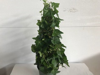 6" Ivy cone