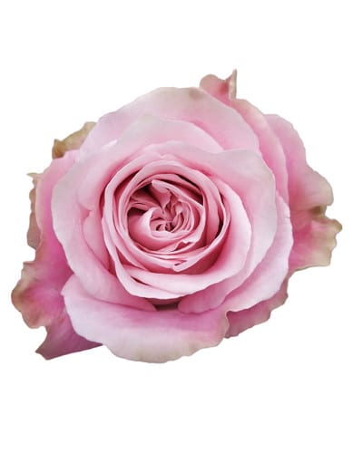 Rose Sweet For Love 40cm holex