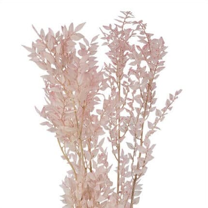 Italian Ruscus Light Pink holl