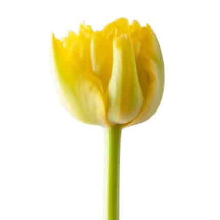 Tulip Gold Rush canada