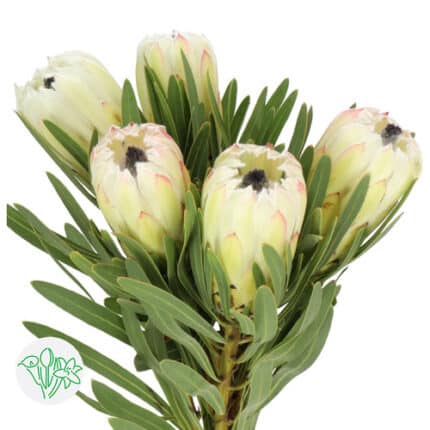 Protea White Night SP
