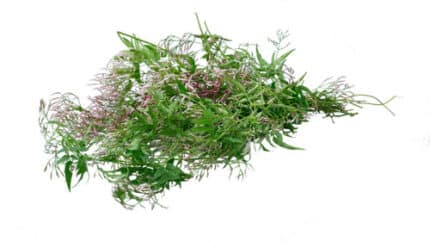 Jasmine Fresh pak