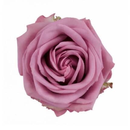 Rose Cool Water 50cm the flowe