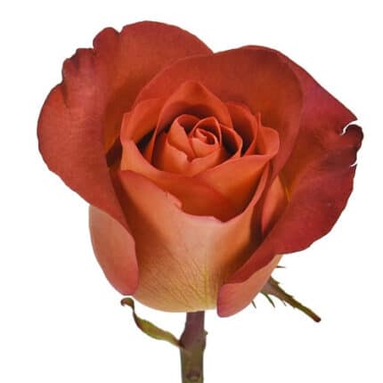 Rose Coffee Break 50cm holex