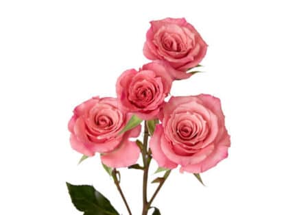 RoseSpray Medium Pink rfi