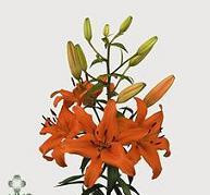 Bright diamond lily s.v.white
