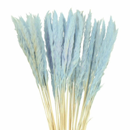 Dried Cortaderia Silvy Blue ho