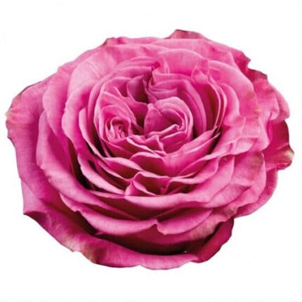 Rose Queen Crown 50cm tessa