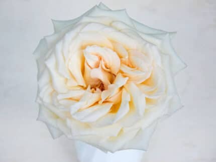 Rose Princess Miiyuki trilogy (12 stems)