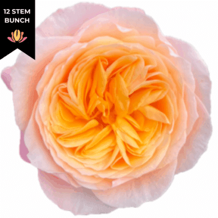 Rose Garden Kings Cross 80cm r