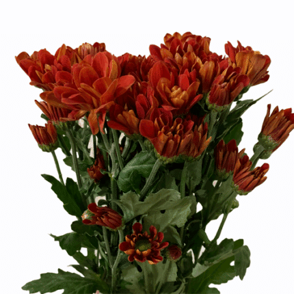 Pom Daisy Dark Managua gdns