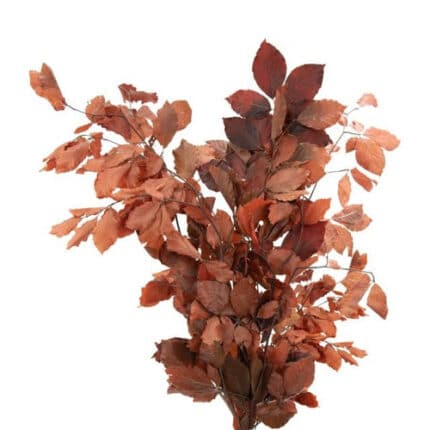 Dried Fagus Brown holl
